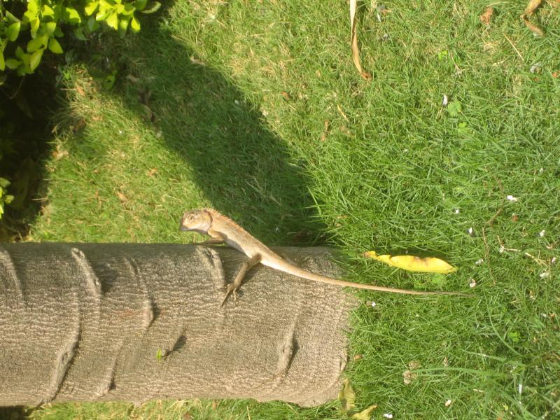 Calotes versicolor