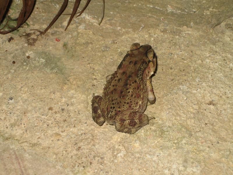 Bufo melanostictus