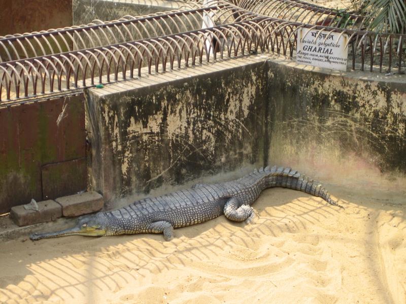 Zoo-India-2