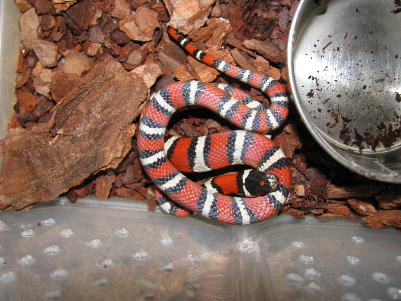 Lampropeltis ruthveni