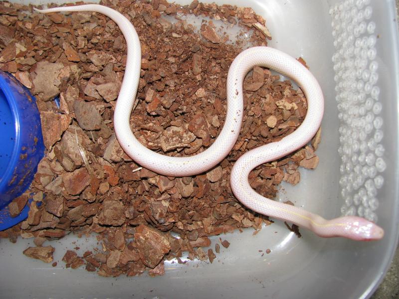 Lampropeltis getula californiae 