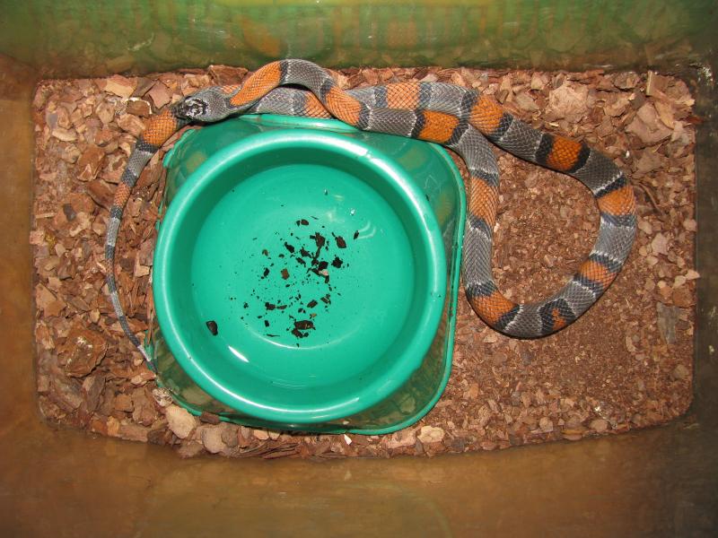 Lampropeltis alterna