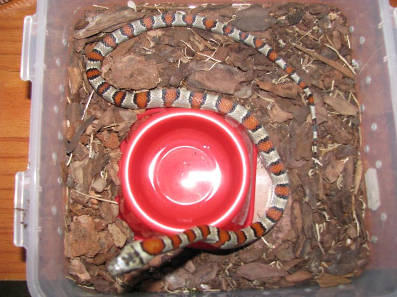 Lampropeltis alterna