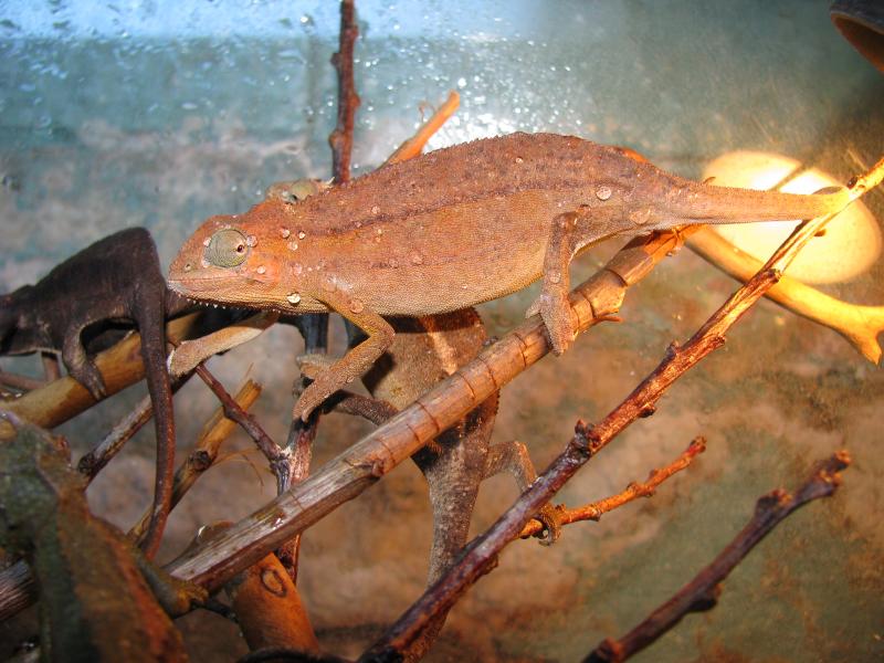 Chamaeleo bitaeniatus