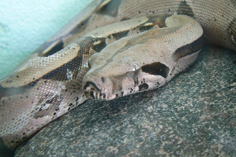 Boa Constrictor