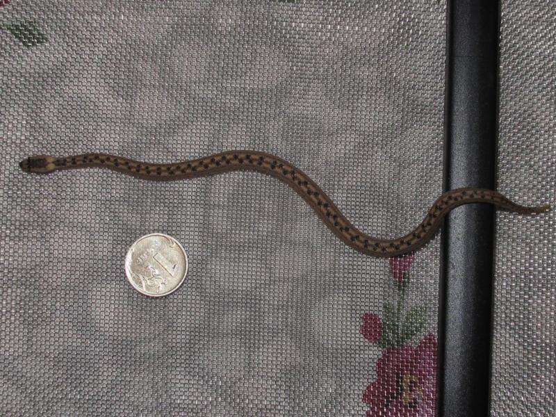 Tropidophis melanurus