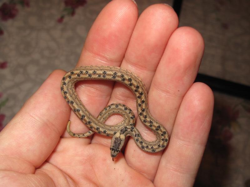 Tropidophis melanurus 3