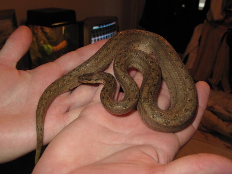 Tropidophis melanurus 5