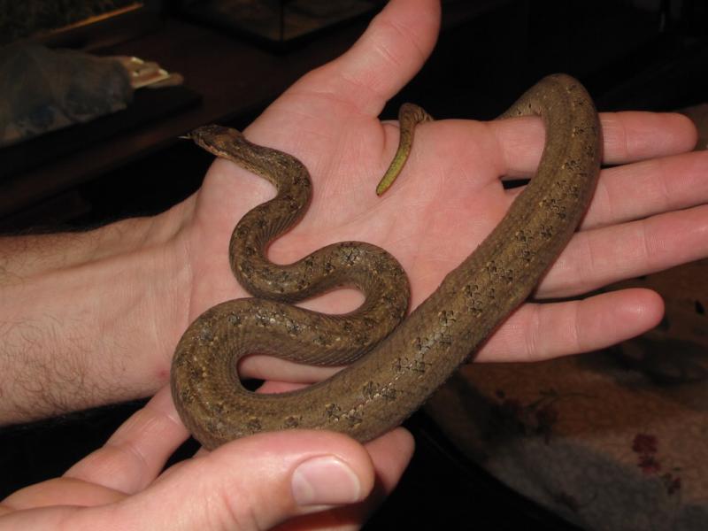 Tropidophis melanurus 6