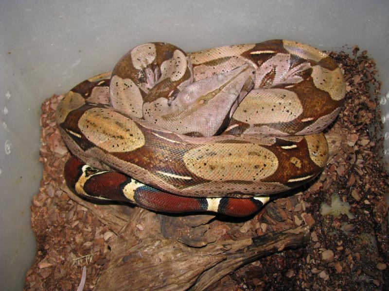 Boa constrictor