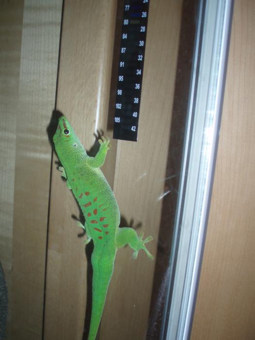 Phelsuma madagascariensis grandis