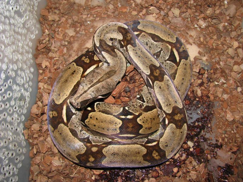 Boa constrictor