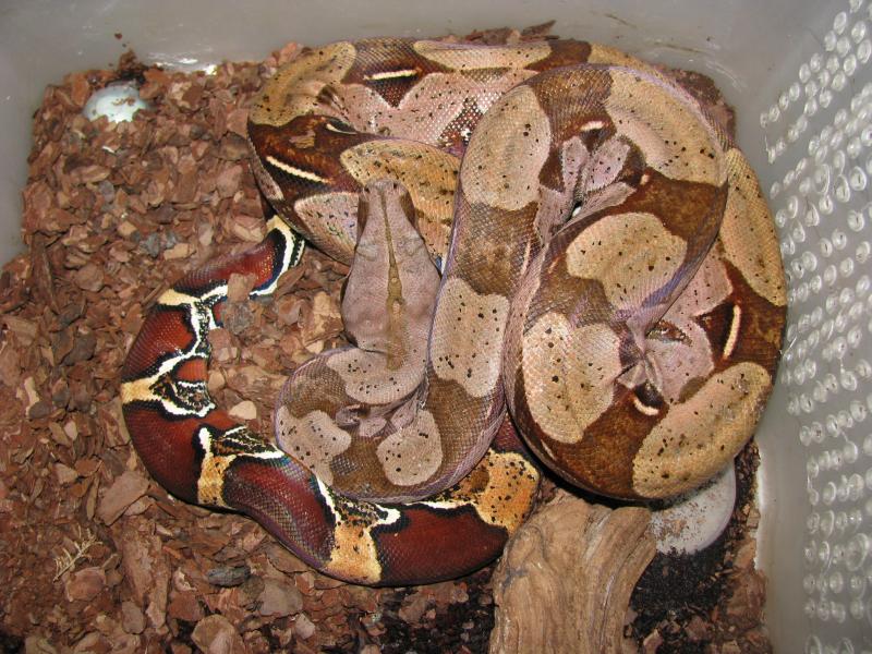 Boa constrictor