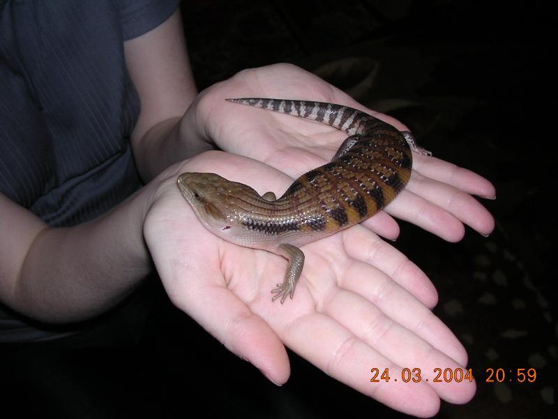 Tiliqua scincoides intermedia