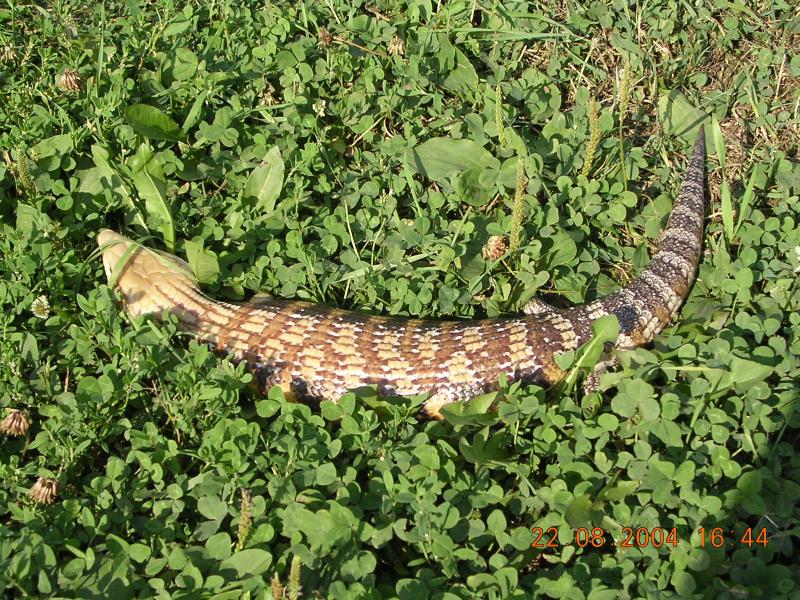 Tiliqua scincoides intermedia