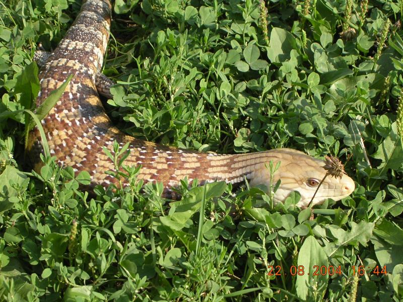 Tiliqua scincoides intermedia