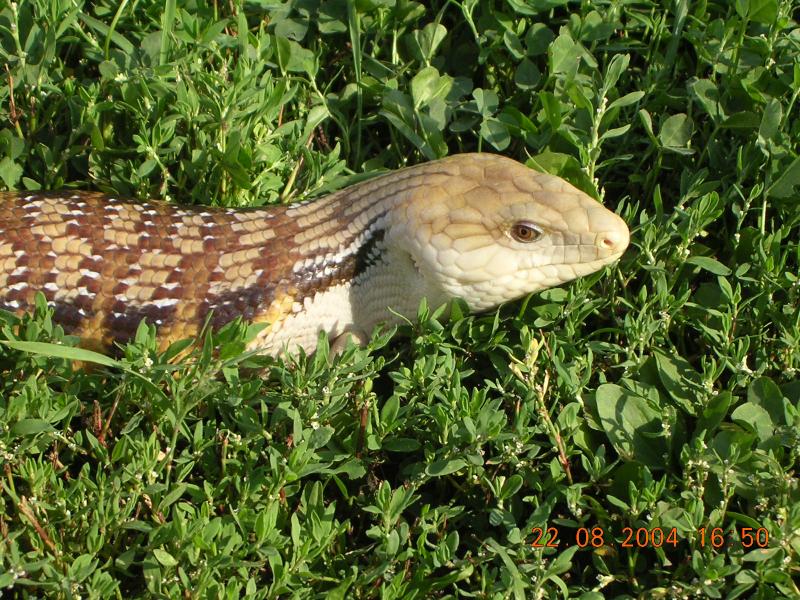 Tiliqua scincoides intermedia