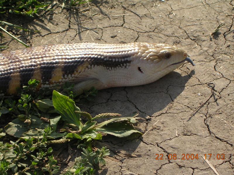 Tiliqua scincoides intermedia