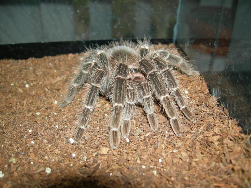 Lasiodora parahybana