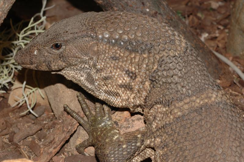 Varanus dumerilii