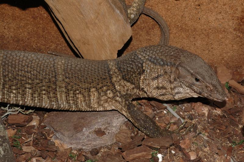 Varanus dumerilii