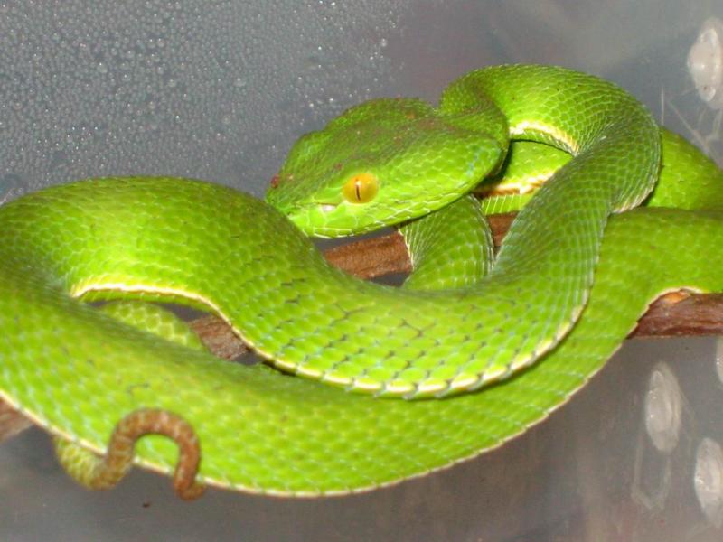 Trimeresurus vogeli