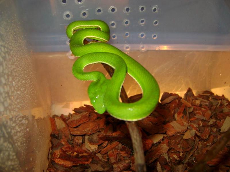 Trimeresurus vogeli