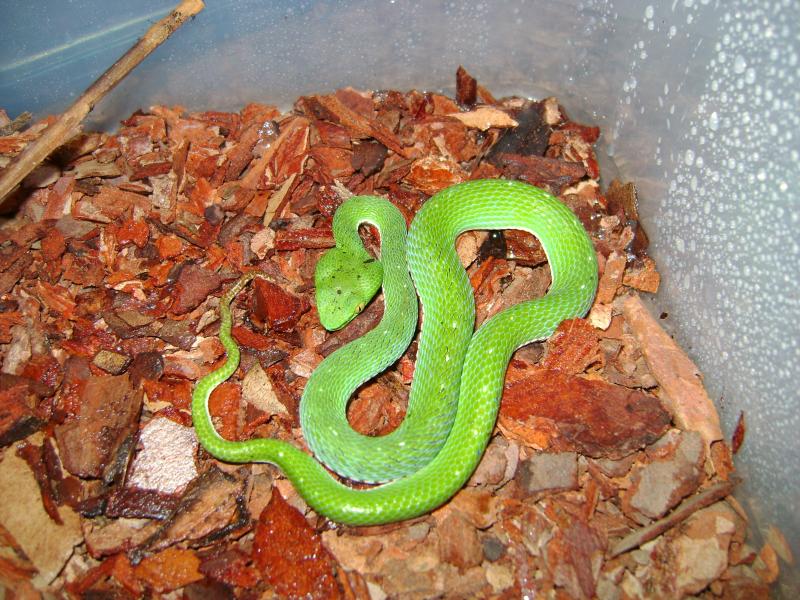 Trimeresurus vogeli