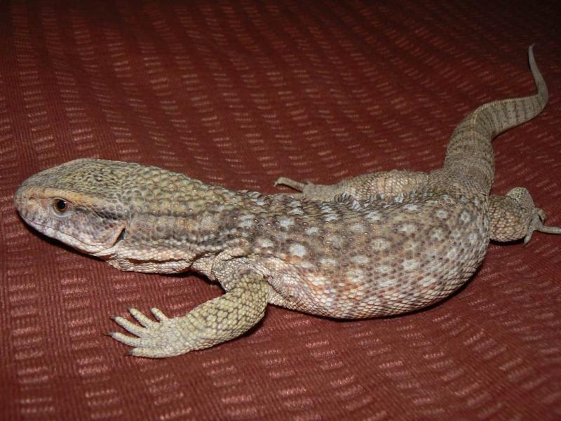 Varanus Exanthematicus