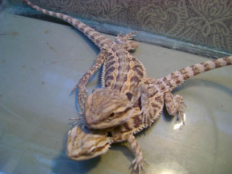 Pogona Vitticeps