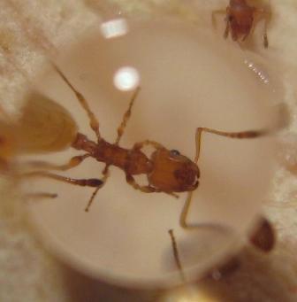 Leptothorax sp.