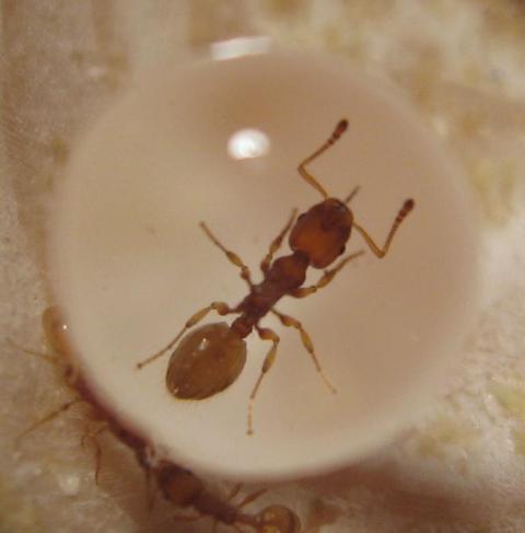 Leptothorax sp.