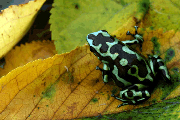 Dendrobates-auratus-reticulated1E