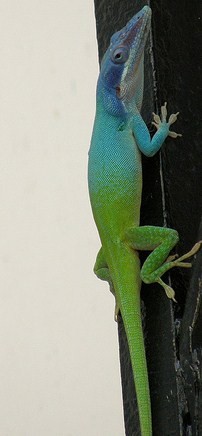 Anolis allisoni