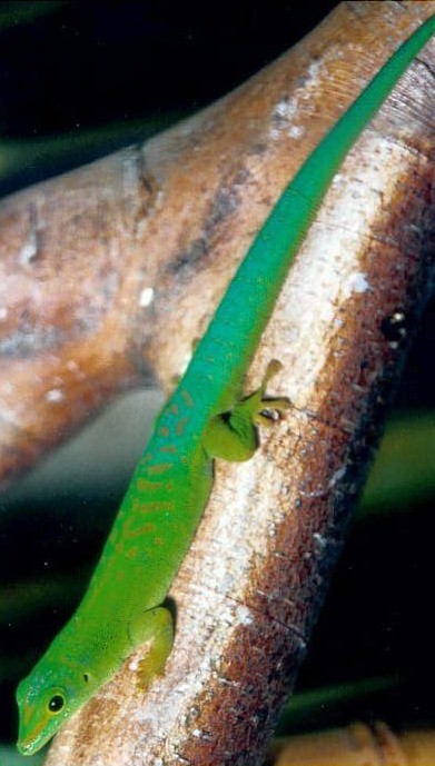 Phelsuma astriata astriata