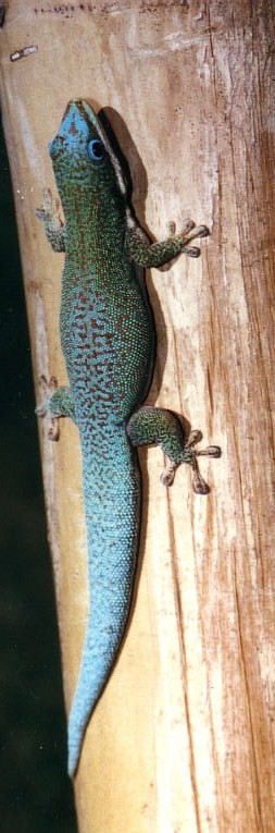 Phelsuma hielscheri