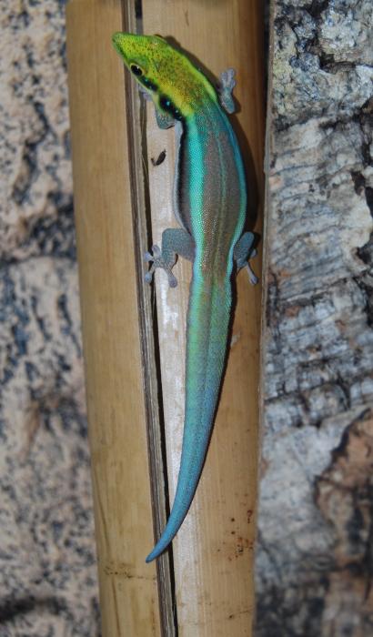 Phelsuma klemmeri