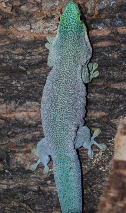 Phelsuma standingi