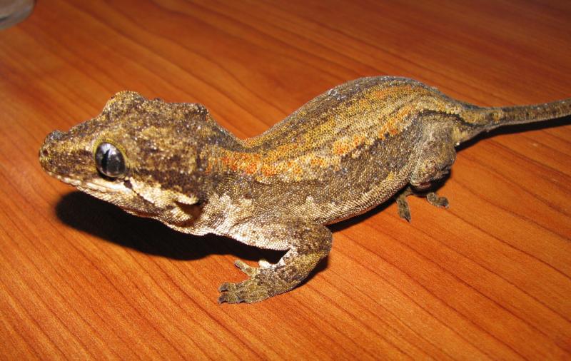 Rhacodactylus auriculatus