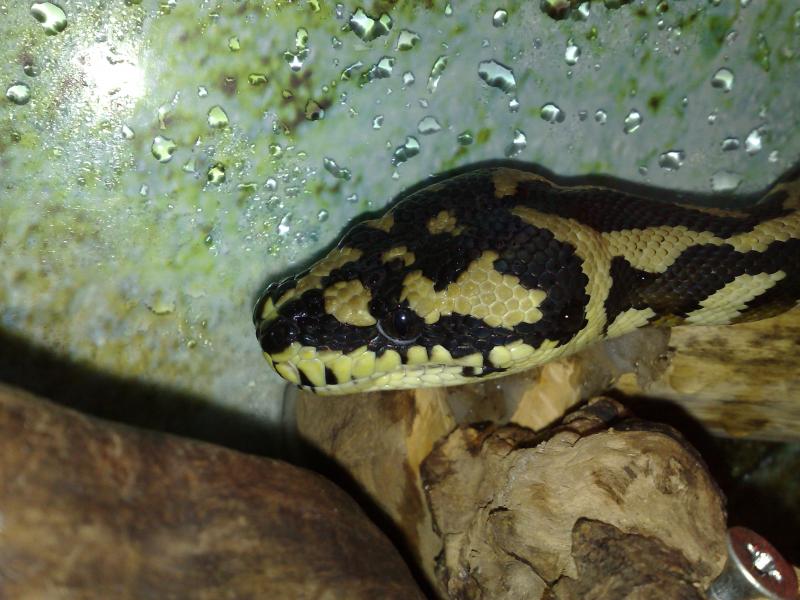 Morelia spilota Harrisoni - 1