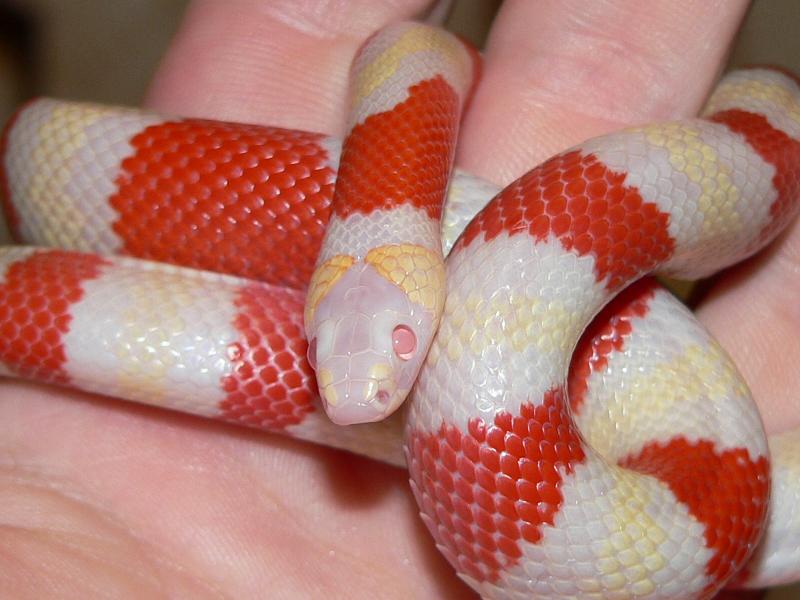 Lampropeltis triangulum hondurensis Albino.