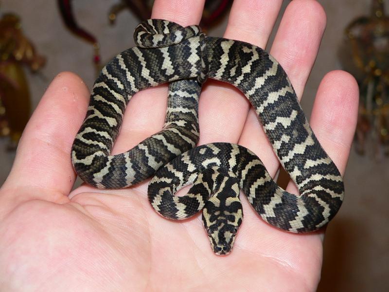 Morelia Spilota Cheynei.