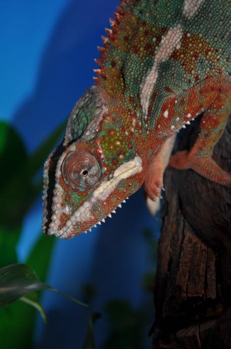 Furcifer Pardalis