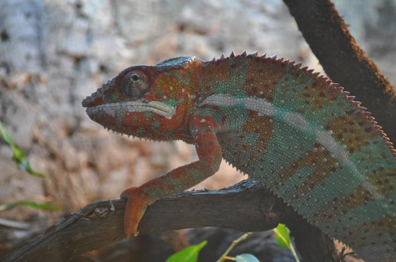 Furcifer Pardalis