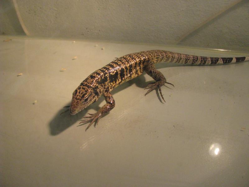 Tegu