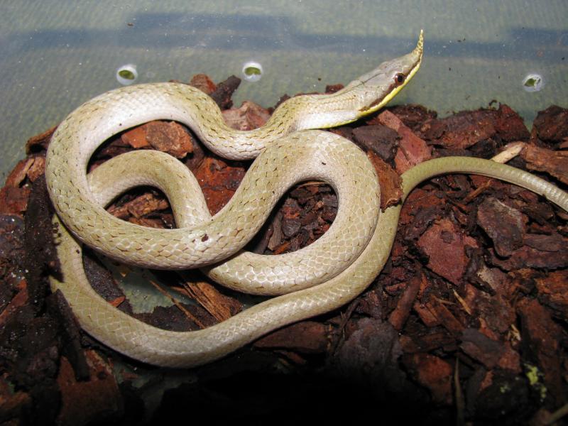 Rhynchophis boulengeri