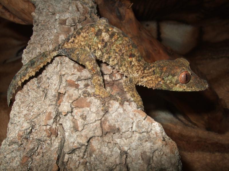 Uroplatus sikkorae