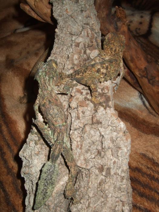 Uroplatus sikkorae