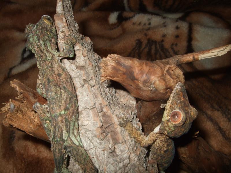 Uroplatus sikkorae