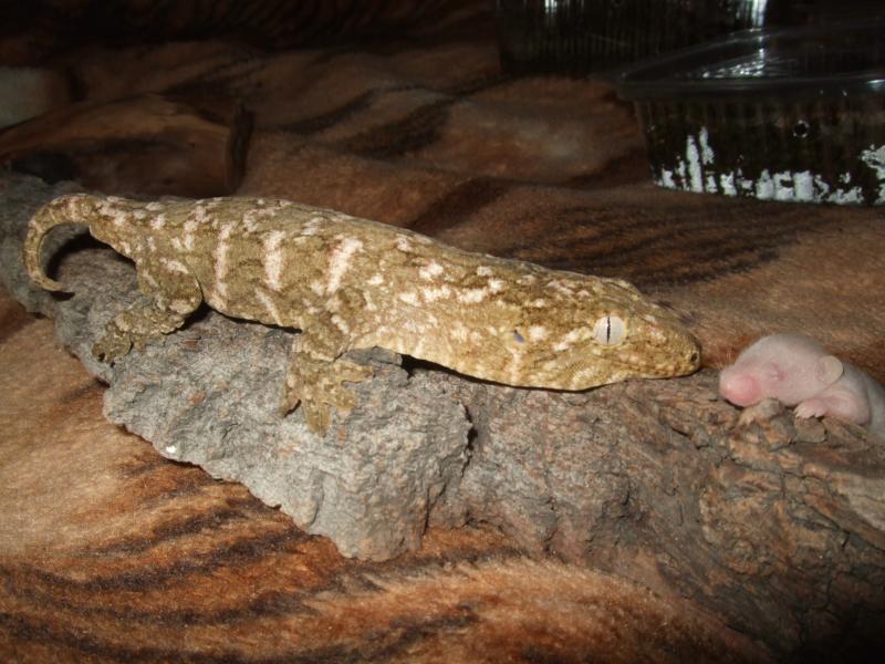 Rhacodactylus leachianus